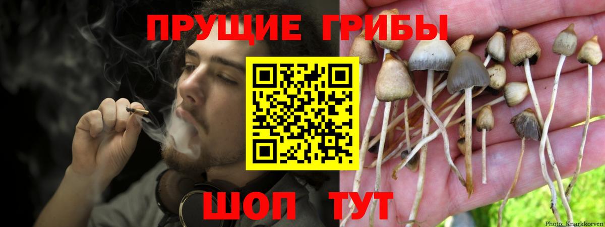 Галлюциногенные грибы Psilocybine cubensis Кунгур